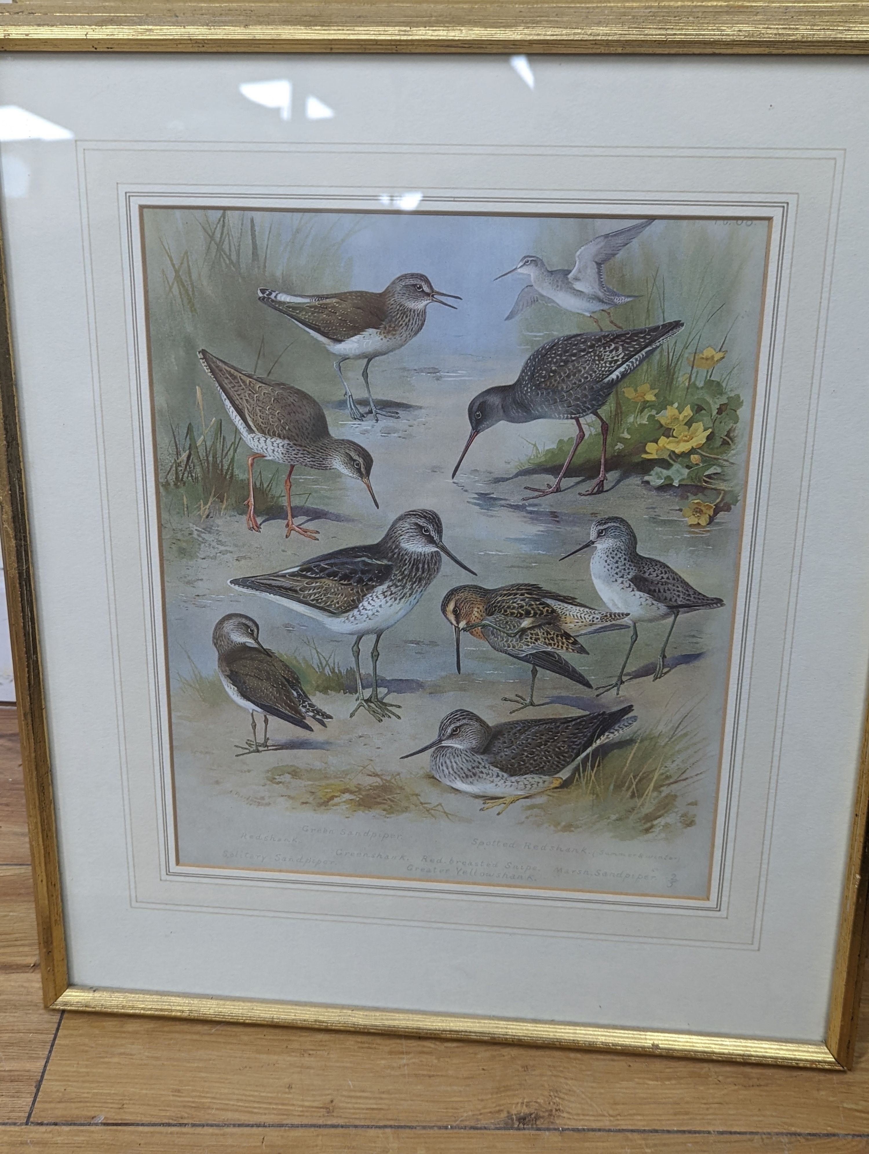 A group of assorted ornithological prints including three lithographs after Edward Lear, largest 52 x 36cm